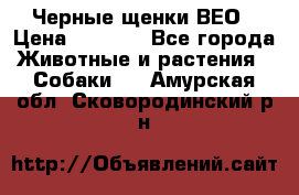 Черные щенки ВЕО › Цена ­ 5 000 - Все города Животные и растения » Собаки   . Амурская обл.,Сковородинский р-н